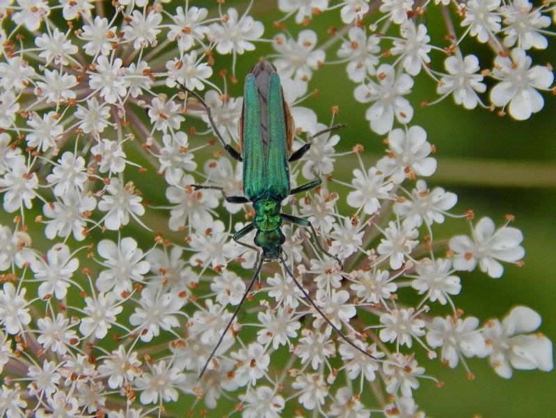 Aiuti ID coleottero2 - Oedemera nobilis